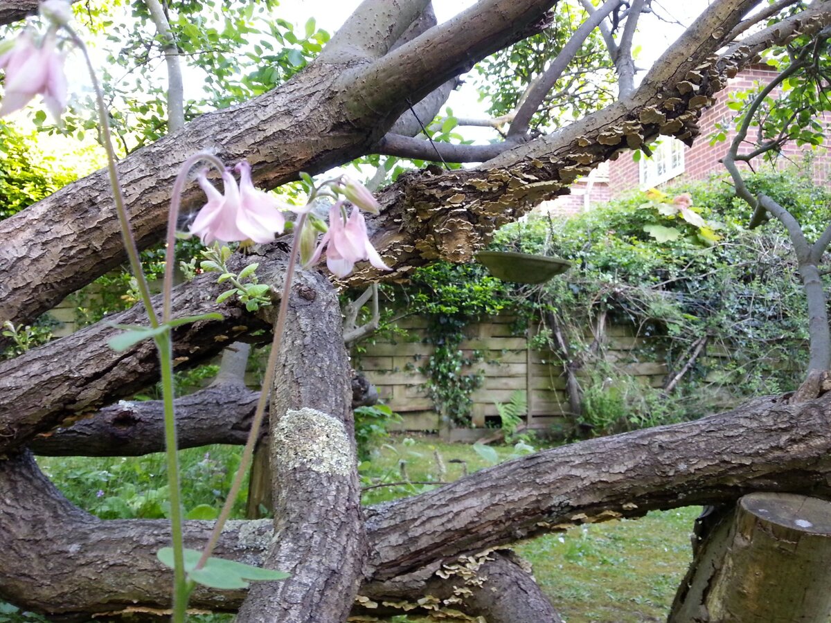 The fallen apple tree, resting on its elbow