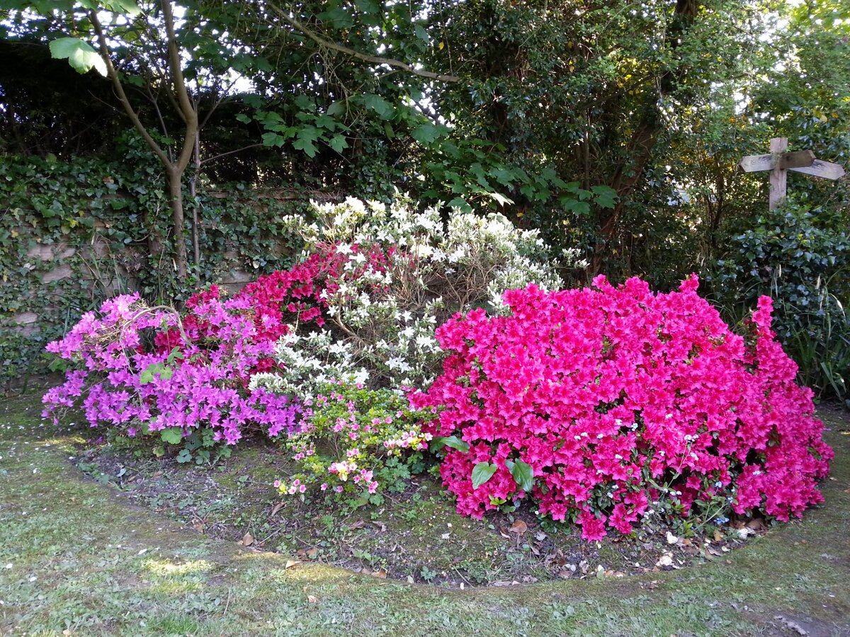 The azalea bank with the White Lodge signpost