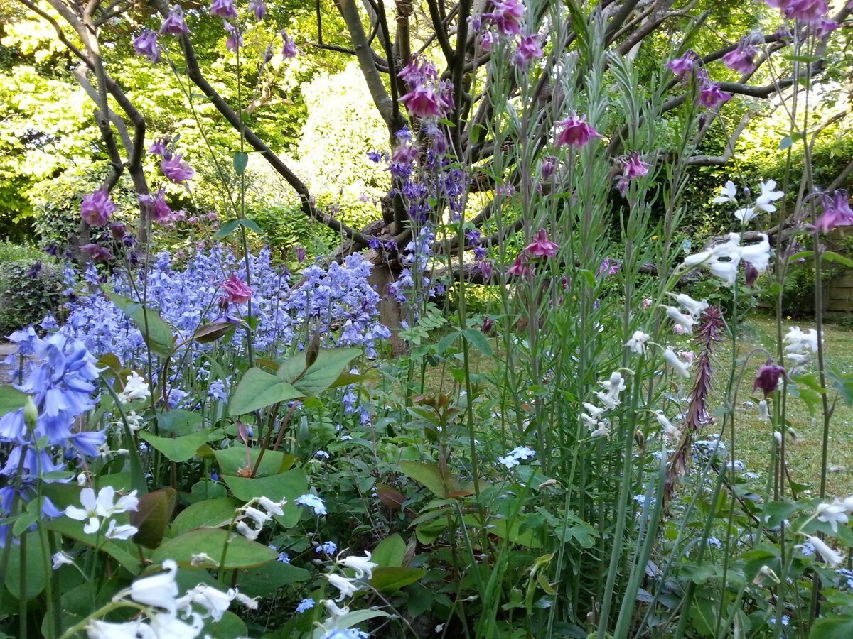 Bluebells and aquilegia in Pearl's garden