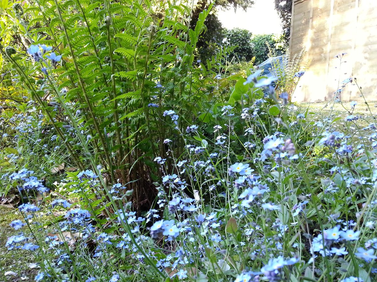 Forget-me-nots and ferns beside the garage wall